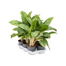 Aglaonema ‘Cintho Queen’ 6/tray