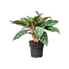 Aglaonema 'Dreamcatcher'