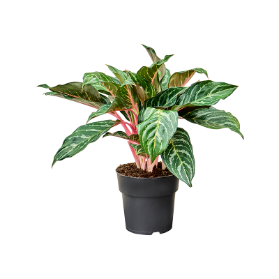 Растение горшечное Аглаонема/Aglaonema 'Dreamcatcher'