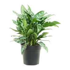 Aglaonema 'Maria'