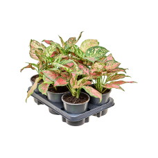 Aglaonema 'Red Valentine' 6/tray