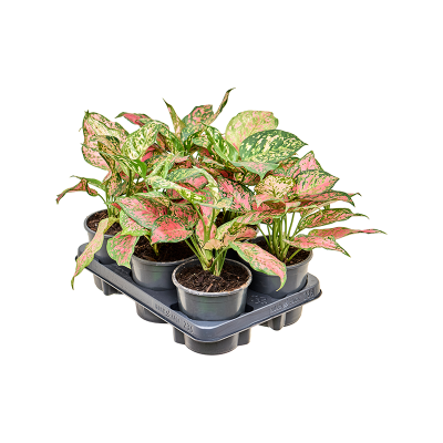 Растение горшечное Аглаонема/Aglaonema 'Red Valentine' 6/tray