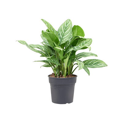 Растение горшечное Аглаонема/Aglaonema 'Stripes'
