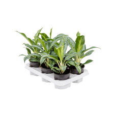 Aglaonema 'Emerald Stone' 6/tray