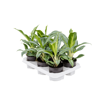 Растение горшечное Аглаонема/Aglaonema 'Emerald Stone' 6/tray