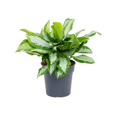 Aglaonema 'Silver Moon'