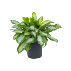 Aglaonema 'Silver Moon'