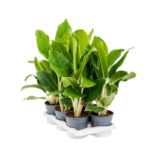 Aglaonema ‘Cintho King’ 6/tray