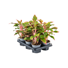 Aglaonema 'Crete' 6/tray