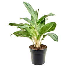 Aglaonema 'Horizon'