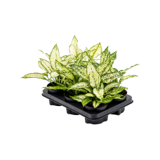 Aglaonema 'White Kiwi' 6/tray