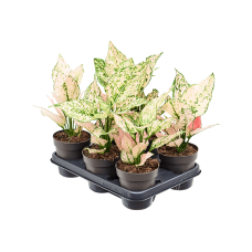 Aglaonema 'Rosy' 6/tray