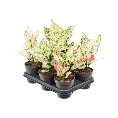 Растение горшечное Аглаонема/Aglaonema 'Rosy' 6/tray