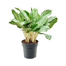 Aglaonema 'Horizon'