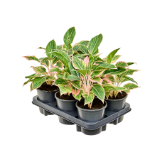 Aglaonema 'Siam Pink' 6/tray