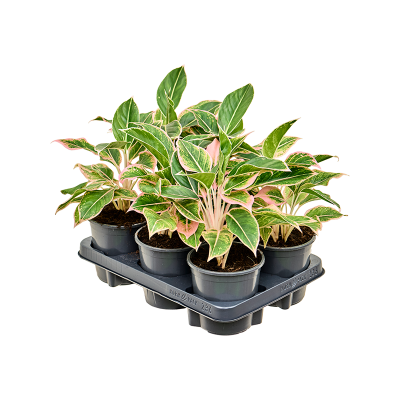 Растение горшечное Аглаонема/Aglaonema 'Siam Pink' 6/tray