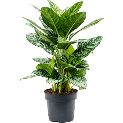 Растение горшечное Аглаонема/Aglaonema 'Amazon Silver'