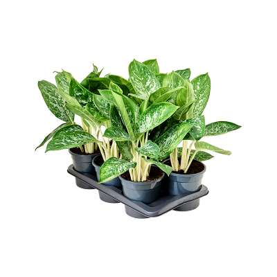 Растение горшечное Аглаонема/Aglaonema ‘Britt’ 6/tray