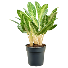 Aglaonema 'Key Lime'