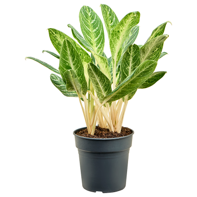 Растение горшечное Аглаонема/Aglaonema 'Key Lime'