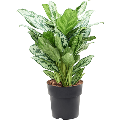 Растение горшечное Аглаонема/Aglaonema 'Laurel Green'