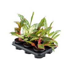 Aglaonema mix 6/tray