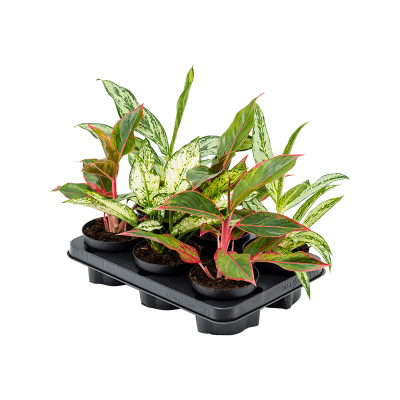 Растение горшечное Аглаонема/Aglaonema mix 6/tray