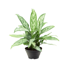 Aglaonema 'Silver Queen' 6/tray