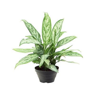 Растение горшечное Аглаонема/Aglaonema 'Silver Queen' 6/tray