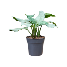 Aglaonema 'Aluminio'