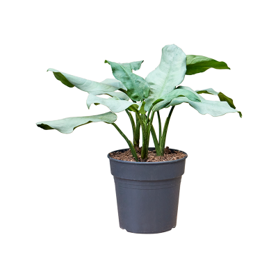 Растение горшечное Аглаонема/Aglaonema 'Aluminio'