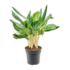 Aglaonema 'Madonna'