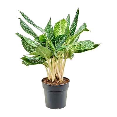 Растение горшечное Аглаонема/Aglaonema 'Madonna'