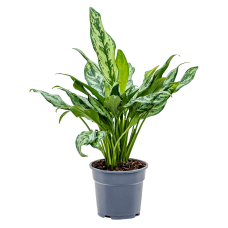 Aglaonema 'Miss Julliette'