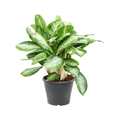 Растение горшечное Аглаонема/Aglaonema 'Milky way'