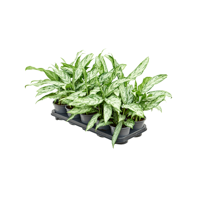 Растение горшечное Аглаонема/Aglaonema 'Silver Queen Compact' 10/tray