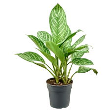 Aglaonema 'Stripes'