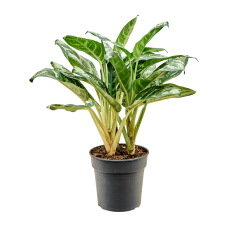 Aglaonema 'Amazon Silver'