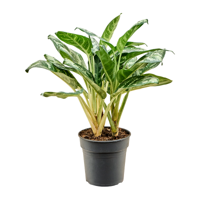 Растение горшечное Аглаонема/Aglaonema 'Amazon Silver'