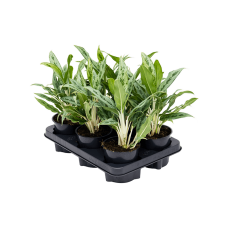 Aglaonema 'Greyhound' 6/tray