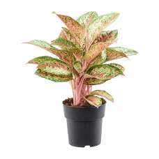 Aglaonema 'Painted Celebration'