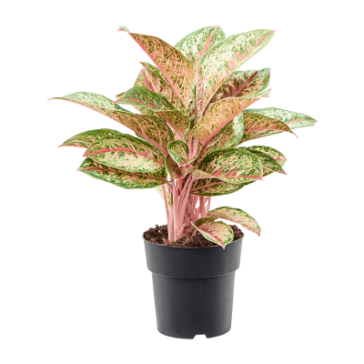 Растение горшечное Аглаонема/Aglaonema 'Painted Celebration'