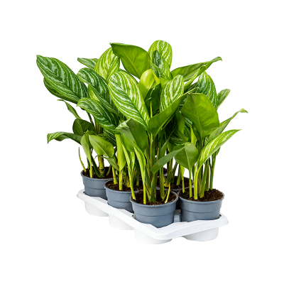 Растение горшечное Аглаонема/Aglaonema 'Stripes' 6/tray