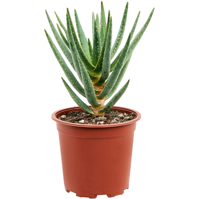 Растение горшечное Алоэ/Aloe dichotoma