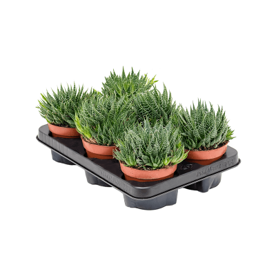 Растение горшечное Алоэ/Aloe aristata 6/tray