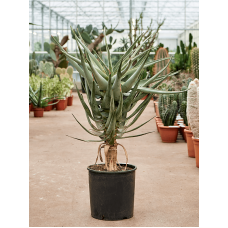 Aloe dichotoma (100-120)