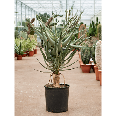 Растение горшечное Алоэ/Aloe dichotoma (100-120)