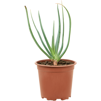 Растение горшечное Алоэ/Aloe plicatilis