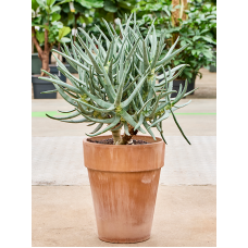 Aloe ramosissima