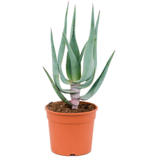 Aloe comosa